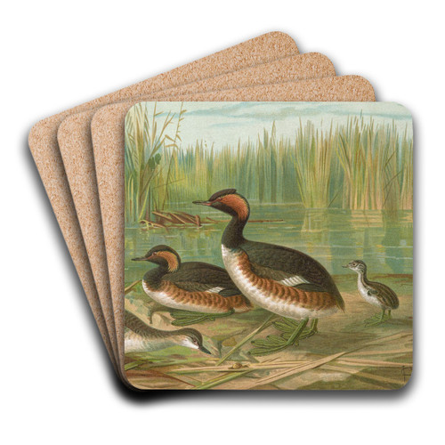 Colymbus nigricollis (Brehm), Schwarzhalsiger Lappentaucher by Johann Friedrich Naumann Art Drink Coaster set Colymbus nigricollis (Brehm), Schwarzhalsiger Lappentaucher by Johann Friedrich Naumann Art Drink Coaster set