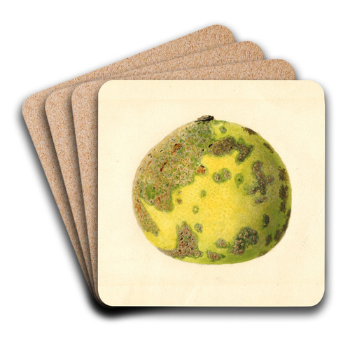 Citrus paradisi: Pomelo by James Marion Shull Art Drink Coaster set