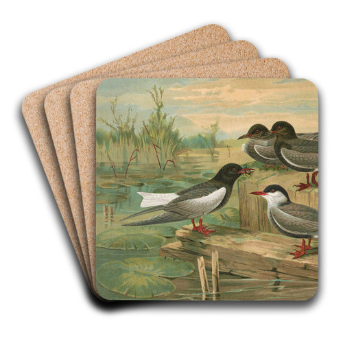 Hydrochelidon fissipes, Hydrochelidon hybrida, Hydrochelidon nigra by Johann Friedrich Naumann Art Drink Coaster set Hydrochelidon fissipes, Hydrochelidon hybrida, Hydrochelidon nigra by Johann Friedrich Naumann Art Drink Coaster set