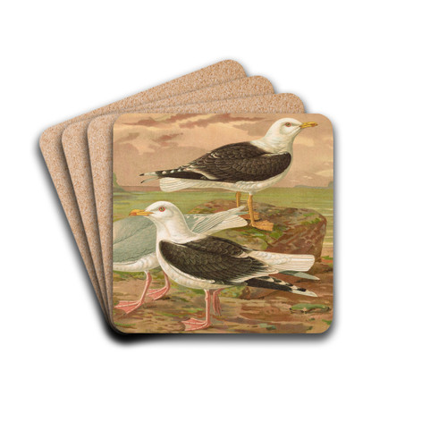 Larus fuscus, Larus marinus, Larus glaucus Brunn by Johann Friedrich Naumann Drink Coasters - set of 4 Larus fuscus, Larus marinus, Larus glaucus Brunn by Johann Friedrich Naumann Drink Coasters - set of 4