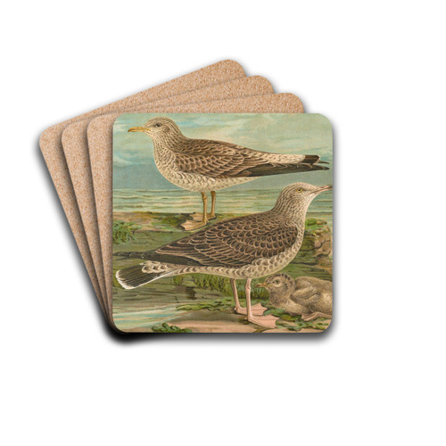 Larus canus, Larus argentatus Brunn. by Johann Friedrich Naumann Drink Coasters - set of 4 Larus canus, Larus argentatus Brunn. by Johann Friedrich Naumann Drink Coasters - set of 4