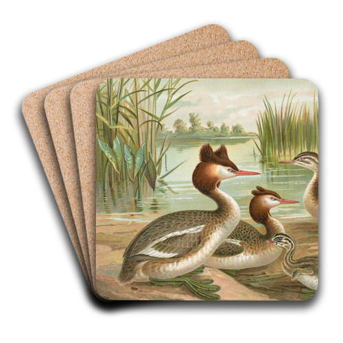 Colymbus cristatus, Grosser Lappentaucher by Johann Friedrich Naumann Art Drink Coaster set Colymbus cristatus, Grosser Lappentaucher by Johann Friedrich Naumann Art Drink Coaster set