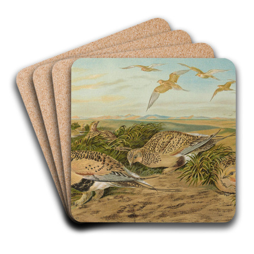 Syrrhaptes paradoxus by Johann Friedrich Naumann Art Drink Coaster set Syrrhaptes paradoxus by Johann Friedrich Naumann Art Drink Coaster set