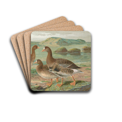 Anser albifrons by Johann Friedrich Naumann Drink Coasters - set of 4 Anser albifrons by Johann Friedrich Naumann Drink Coasters - set of 4