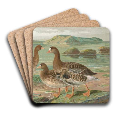 Anser albifrons by Johann Friedrich Naumann Art Drink Coaster set Anser albifrons by Johann Friedrich Naumann Art Drink Coaster set
