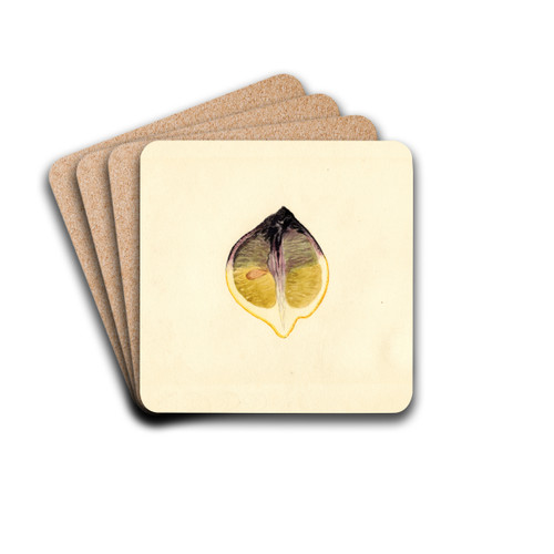 Citrus limon by James Marion Shull Drink Coasters - set of 4