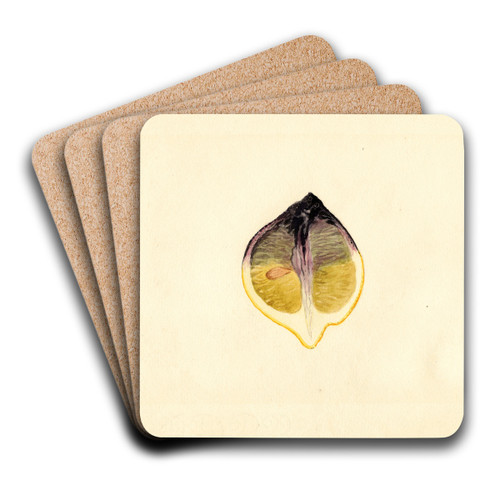 Citrus limon by James Marion Shull Art Drink Coaster set