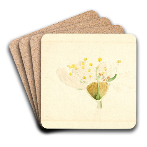 Prunus domestica: Burbank by James Marion Shull Art Drink Coaster set