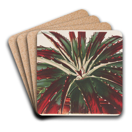 Hechtia Ghiesbreghtii by Charles Antoine Lemaire Art Drink Coaster set