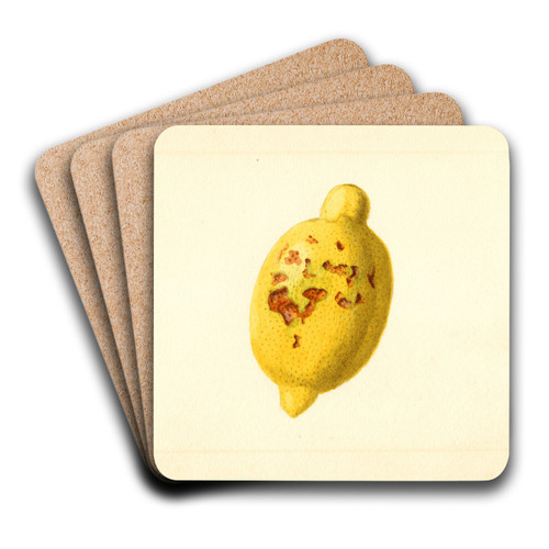 Citrus limon by James Marion Shull Art Drink Coaster set