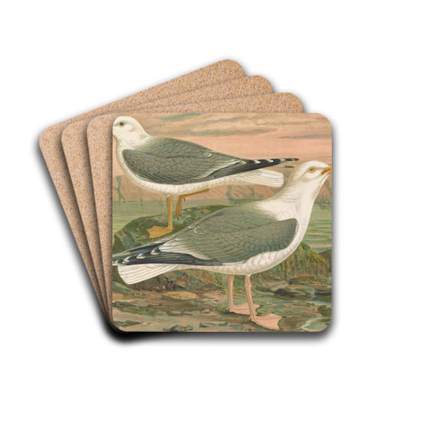 Larus canus, Larus argentatus Brunn by Johann Friedrich Naumann Drink Coasters - set of 4 Larus canus, Larus argentatus Brunn by Johann Friedrich Naumann Drink Coasters - set of 4