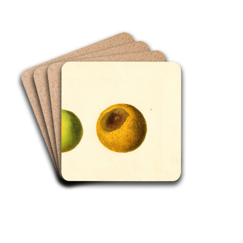 Citrus sinensis by James Marion Shull Drink Coasters - set of 4