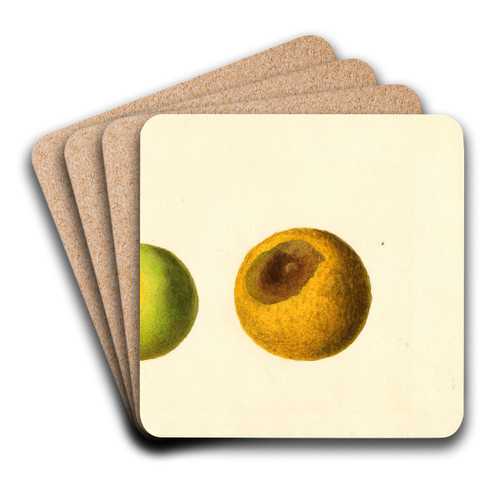 Citrus sinensis by James Marion Shull Art Drink Coaster set