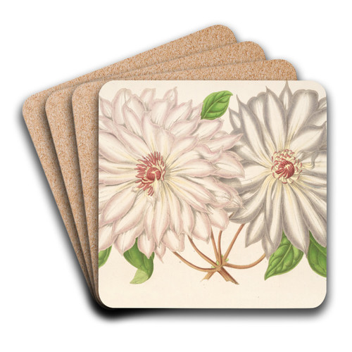 Clematis patens by Charles Antoine Lemaire Art Drink Coaster set