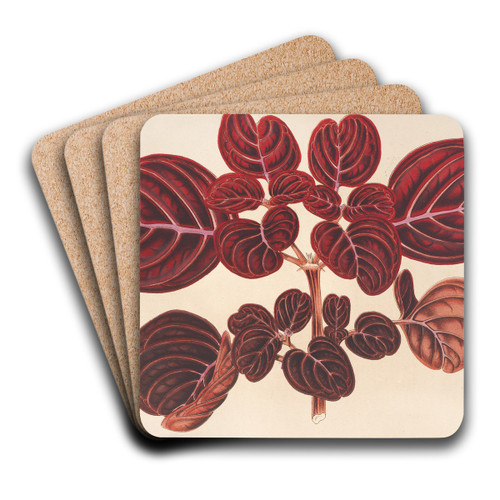 Achyranthes Verschaffeltii by Charles Antoine Lemaire Art Drink Coaster set