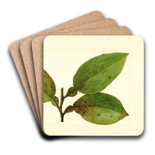 Citrus paradisi by James Marion Shull Art Drink Coaster set
