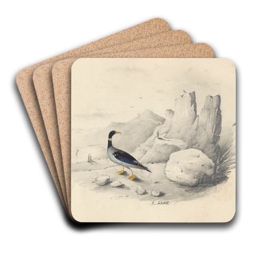 A merganser by Edward Lear Art Drink Coaster set A merganser by Edward Lear Art Drink Coaster set
