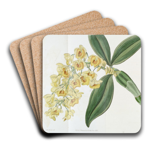 Dense-flowered Dendrobium by Sydenham Edwards Art Drink Coaster set Dense-flowered Dendrobium by Sydenham Edwards Art Drink Coaster set