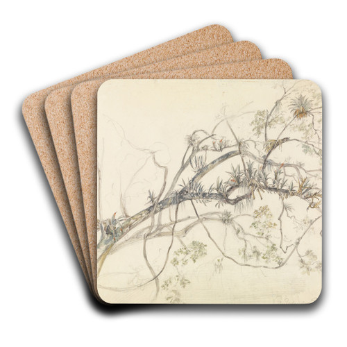 Aststudie mit Schlinggewchsen am Ufer des Parahyba by Ferdinand Keller Art Drink Coaster set