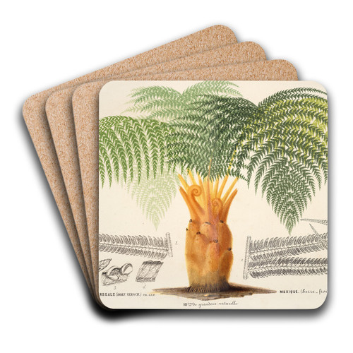 Cibotium regale by Charles Antoine Lemaire Art Drink Coaster set