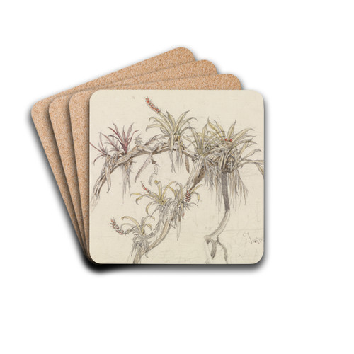 Schmarotzerpflanzen auf Baumsten by Ferdinand Keller Drink Coasters - set of 4