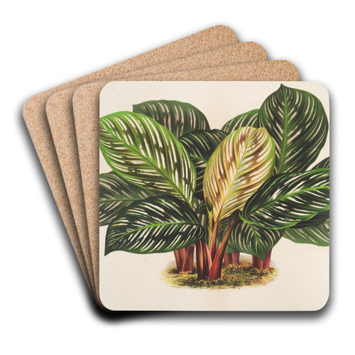 Calathea (Maranta) hieroglyphica by Charles Antoine Lemaire Art Drink Coaster set
