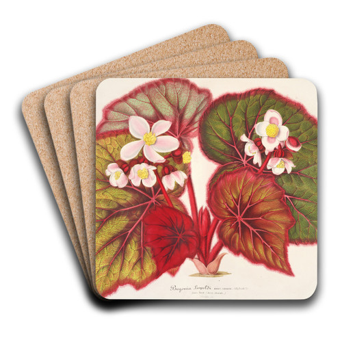 Begonia Leopoldi by Charles Antoine Lemaire Art Drink Coaster set