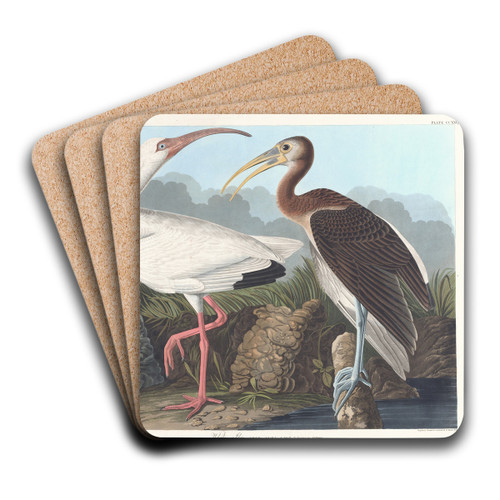 White ibis by John James Audubon Art Drink Coaster set