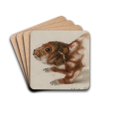 Head of a cuscus by Floris Verster Drink Coasters - set of 4 Head of a cuscus by Floris Verster Drink Coasters - set of 4