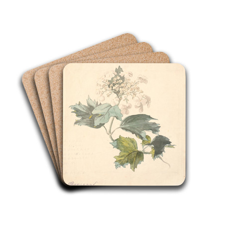 Kalkved. (Viburnum) by P. C. Skovgaard Drink Coasters - set of 4