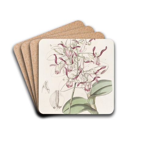 Bull-headed Dendrobium by Sydenham Edwards Drink Coasters - set of 4