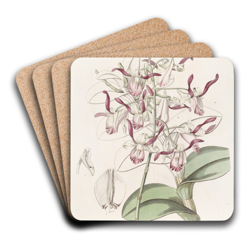 Bull-headed Dendrobium by Sydenham Edwards Art Drink Coaster set