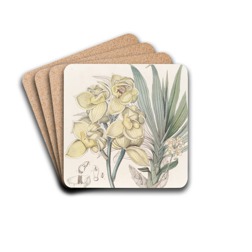 Dislocated Mormodes by Sydenham Edwards Drink Coasters - set of 4 Dislocated Mormodes by Sydenham Edwards Drink Coasters - set of 4