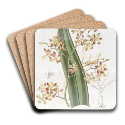 Oncidium-flowered Epidendrum by Sydenham Edwards Art Drink Coaster set Oncidium-flowered Epidendrum by Sydenham Edwards Art Drink Coaster set