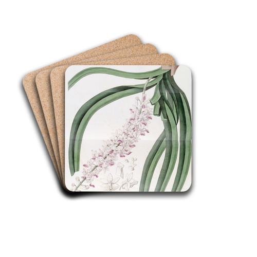 Spotted-flowered Sarcanthus by Sydenham Edwards Drink Coasters - set of 4 Spotted-flowered Sarcanthus by Sydenham Edwards Drink Coasters - set of 4