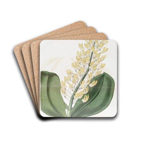 Shewy Dendrobium by Sydenham Edwards Drink Coasters - set of 4
