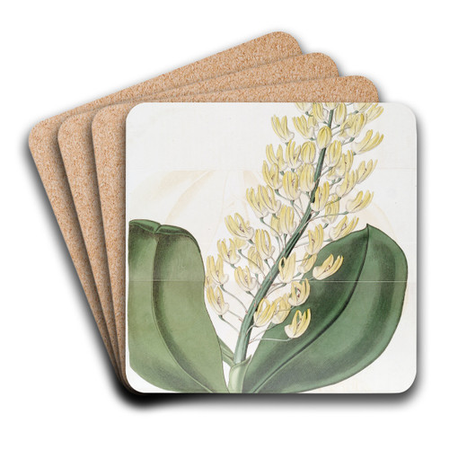 Shewy Dendrobium by Sydenham Edwards Art Drink Coaster set