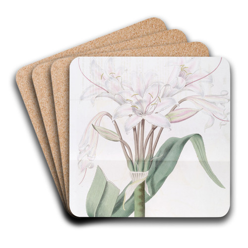 Broad-leaved Crinum by Sydenham Edwards Art Drink Coaster set