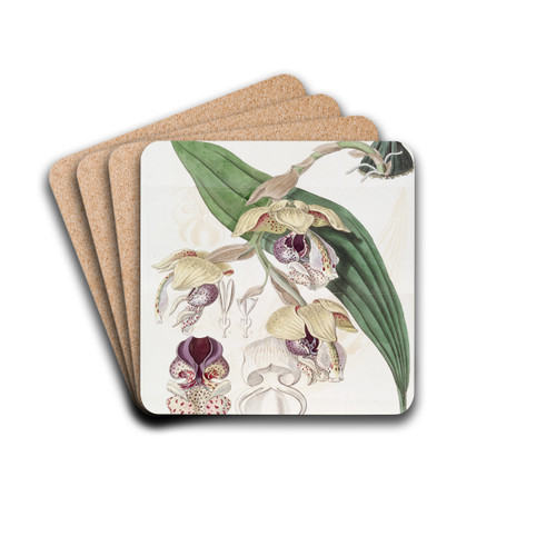 Noble Stanhopea by Sydenham Edwards Drink Coasters - set of 4 Noble Stanhopea by Sydenham Edwards Drink Coasters - set of 4