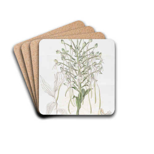 Tall Habenaria by Sydenham Edwards Drink Coasters - set of 4 Tall Habenaria by Sydenham Edwards Drink Coasters - set of 4