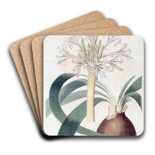 Pale Corana Amaryllis by Sydenham Edwards Art Drink Coaster set