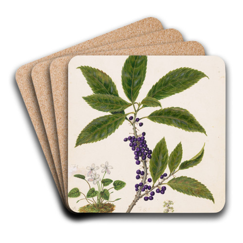 Mahoe by Sarah Featon Art Drink Coaster set