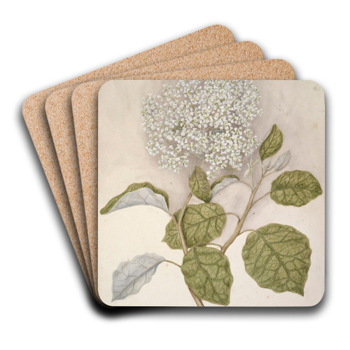 Rangiora by Sarah Featon Art Drink Coaster set