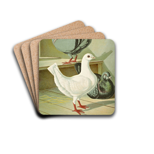C. brevicauda by Gustav Prtz Drink Coasters - set of 4