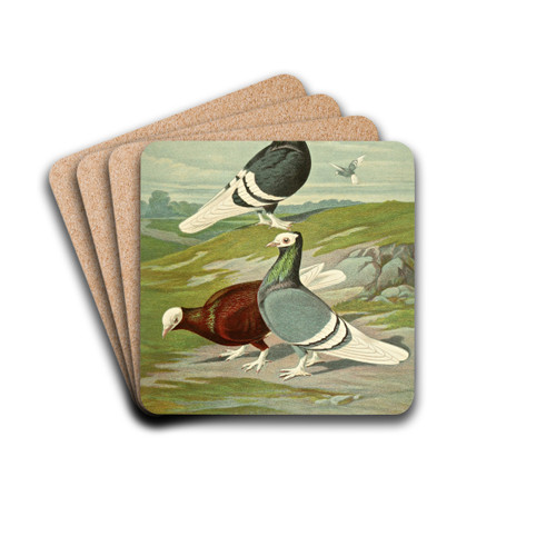 C. albicauda by Gustav Prtz Drink Coasters - set of 4