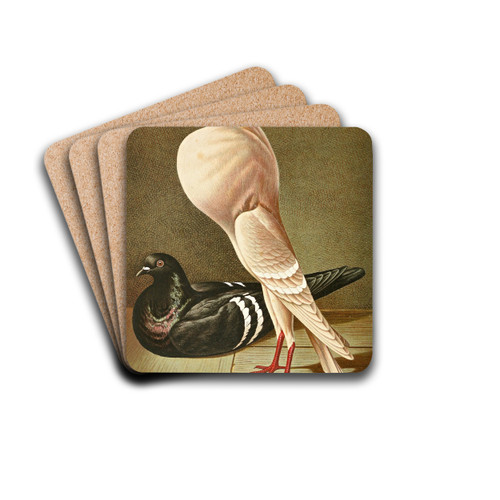 C. gutturosa minima by Gustav Prtz Drink Coasters - set of 4