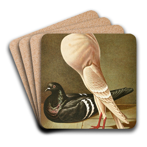 C. gutturosa minima by Gustav Prtz Art Drink Coaster set