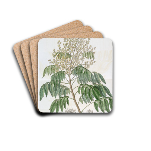 The Longan tree by Sydenham Edwards Drink Coasters - set of 4 The Longan tree by Sydenham Edwards Drink Coasters - set of 4