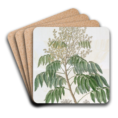 The Longan tree by Sydenham Edwards Art Drink Coaster set The Longan tree by Sydenham Edwards Art Drink Coaster set