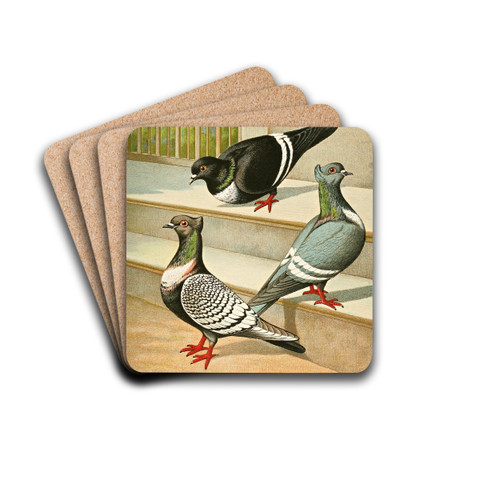 C. Sturnicollis by Gustav Prtz Drink Coasters - set of 4